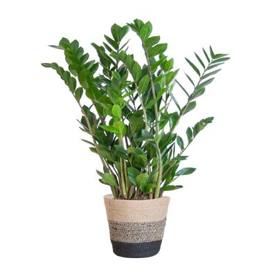 Zamioculcas Zamiifolia im Jutekorb Lissabon Schwarz - 80 cm Höhe und 21 cm Durchmesse