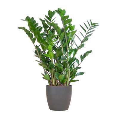 Zamioculcas Zamiifolia 'Viber' Grau, 80cm, Ø21 cm, pflegeleicht und robust" (93 chara