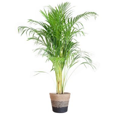 Areca Palme (Dypsis) mit Lissabon-Korb in Schwarz – 100 cm Höhe, Durchmesser 21 cm fü