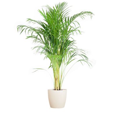 Areca Palme (Dypsis lutescens) 100cm hoch mit biologisch abbaubarem Viber Weiß Topf Ø