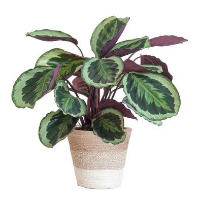 Calathea Medaillon im weißen Lissabon-Korb - 65cm hoch und Ø19cm - Einzigartige Zimme