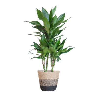 Dracaena Janet Lind mit Lissabon Pflanzkorb in Schwarz - 95 cm hoch und Ø21 cm, pfleg