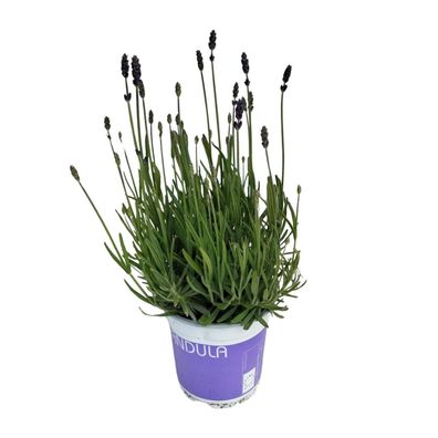 Lavendel Lavandula Hidcote Blue - Ø12cm - Höhere Pflanze mit 20cm für Ihr Zuhause ode