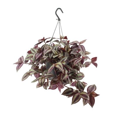 Tradescantia Zebrina Violet - Zimmerpflanze im 17 cm Topf mit 25 cm Höhe für jeden Ra