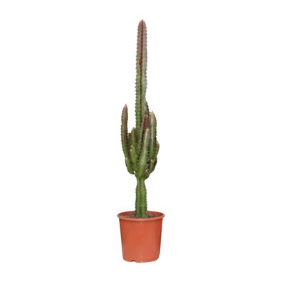 Euphorbia Trigona Rubra - Exotische Zimmerpflanze in Ø17cm Topf – Höhe bis 70cm für I