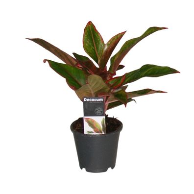 Aglaonema Crete - Pflegeleichte Zimmerpflanze - Ø12cm, Höhe 25cm, ideal für Innenräum