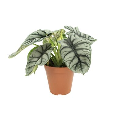 Alocasia Silver Dragon - Exotische Pflanze im 12 cm Topf für tropisches Flair - Höhe