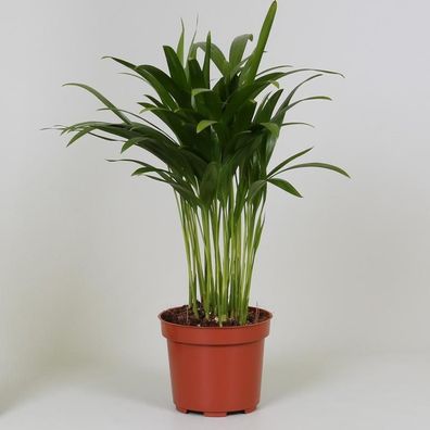 Areca Dypsis Zimmerpflanze - Topfgröße 12cm, Höhe 35cm - Luftreinigung und tropisches