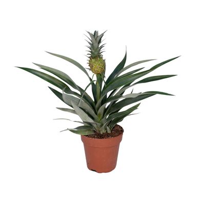 Ananas-Pflanze Bromelia - 12 cm Topf, 30 cm hoch - Exotische Zimmerpflanze für Ihr Zu