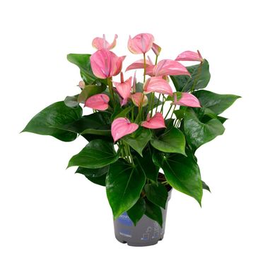 Anthurium KARMA Joli - Ø17 cm und 55 cm hoch - Perfekte Zimmerpflanze für jedes Zuhau