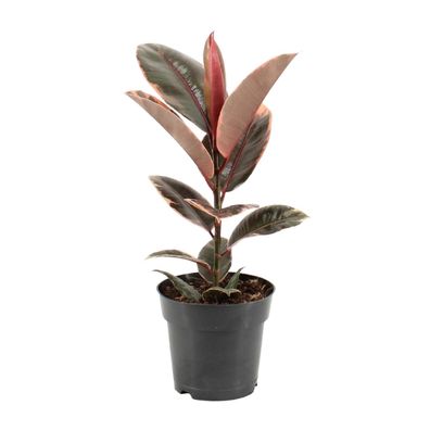 Ficus Elastica Belize - Elegante Zimmerpflanze mit Ø17cm und Höhe von 55cm für Ihr Zu