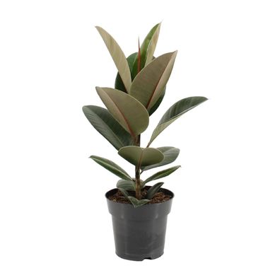 Ficus Elastica Robusta - Pflegeleichte Zimmerpflanze mit glänzenden Blättern - Ø17cm,