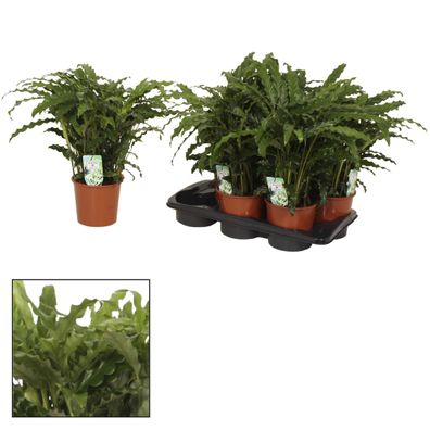 Calathea Bluegrass Zimmerpflanze - Ø17cm, Höhe 65cm - Perfekt für jedes Zuhause oder