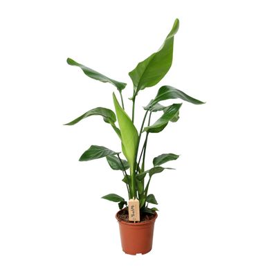 Strelitzia Nicolai - 19 cm Topfgröße - 90 cm hoch - Zimmerpflanze für elegantes Wohne