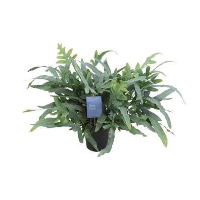 Phlebodium Aureum Blue Star Farn - Ø17cm - Höhe 50cm - Pflegeleichte Zimmerpflanze fü