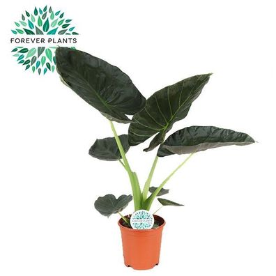 Alocasia Regal Shield Pflanze - Zimmerpflanze Ø21cm - Höhe 90cm - Exotische Deko für