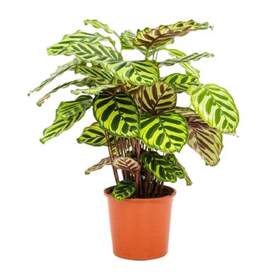 Calathea Makoyana Zimmerpflanze - Ø14cm - Höhe 45cm - Pflegeleichte Luftreinigerpflan