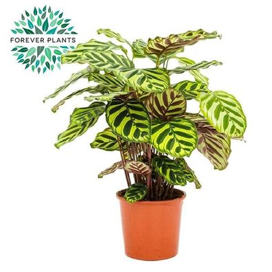 Calathea Makoyana Pflanze - Ø17cm, Höhe 55cm - Pflegeleichte Pfauenpflanze für Ihr Zu