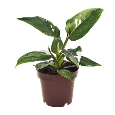 Philodendron White Princess - Ø12cm Topf, ideal für Ihr Zuhause - ca. 25cm hoch - Pfl