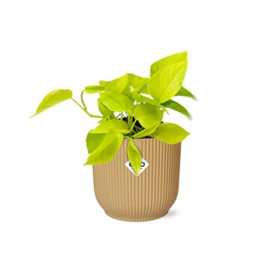 Epipremnum Pinnatum ‘Golden Pothos’ - Pflegeleichte Zimmerpflanze im ELHO Vibes Topf