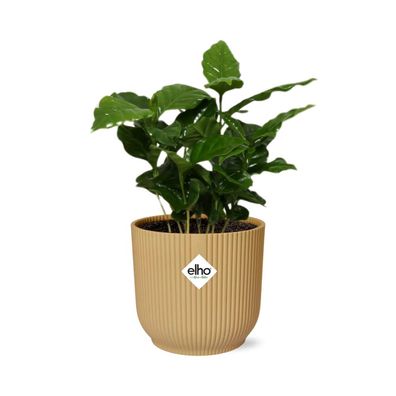 Kaffeepflanze Coffea Arabica in ELHO Vibes Blumentopf 14cm Gelb für das Zuhause oder