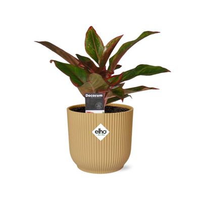 Aglaonema Crete in ELHO Vibes Fold 14cm - Die perfekte Zimmerpflanze für Ihr Zuhause