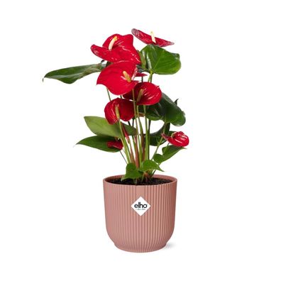 Anthurium Red 12cm in einem eleganten ELHO Vibes Faltcontainer 14cm rosa für Ihr Zuha