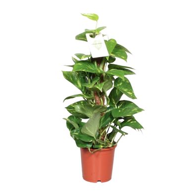 Goldene Efeutute Epipremnum Pinnatum Mosstok 60cm - Ø15cm - Pflegeleichte Zimmerpflan