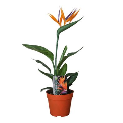 Strelitzia Reginae P13 mit Kunstblume - Ø13cm Höhe 35cm - Paradiesvogel Pflanzenpfleg