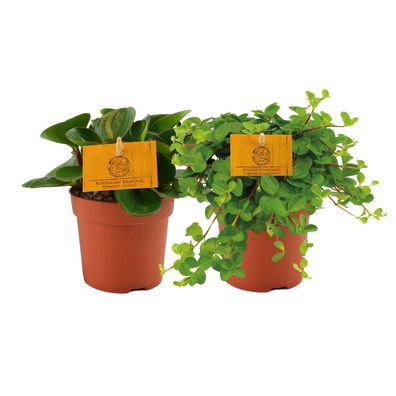 Peperomia Duo 1.0 - 2 dekorative Pflanzen - Ø10,5cm - Ideal für Zimmerpflanzenliebhab