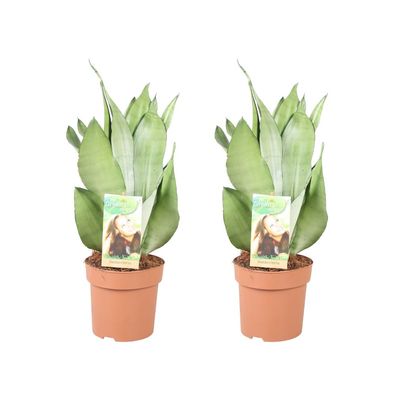 Sansevieria Moonshine - 2 Stücke - Ø14cm - ?40cm - Auffällige Zimmerpflanze für dein