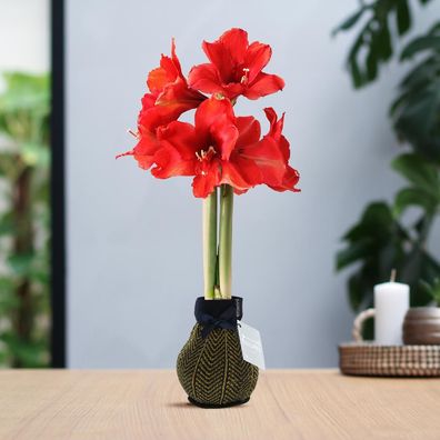 No Water Flowers® (gewachste Amaryllis) | Fashionz Elegant - Gold und Rot für Ihr Zuh