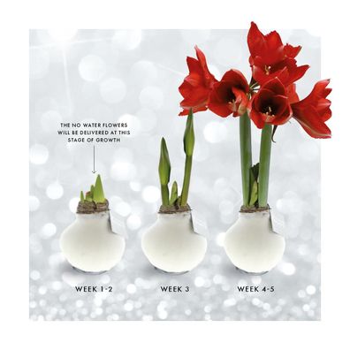 No Water Flowers® (gewachste Amaryllis) | Fashionz Elegant - Silber + Rote Blüte für