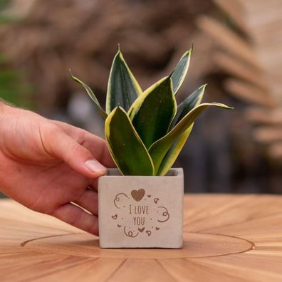 Congreetz® Blumentöpfe mit Sansevieria – das personalisierte Geschenk für Ihre Liebst