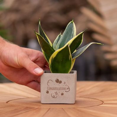 Congreetz® Pflanztöpfe mit Sansevieria | Ein einzigartiges Geschenk zur Gratulation u