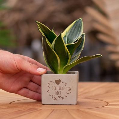 Congreetz® Pflanztöpfe mit Sansevieria – Das perfekte personalisierte Geschenk für Ih