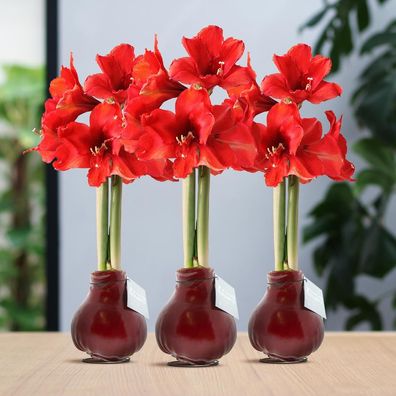 No Water Flowers® (Wachsamaryllis) | Waxz® Farben Bordeaux (3er Pack) + Rote Blume, p