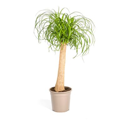 Beaucarnea Recurvata Elefantenfuß 90-100 cm hoch mit Stamm Ø24 cm - pflegeleichte Zim