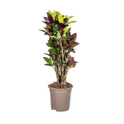 Codiaeum 'Croton' Iceton - Zimmerpflanze im Ø21cm Topf, Höhe 70-80cm - Auffällige Blä