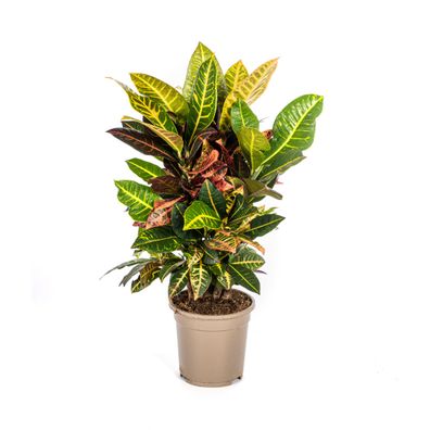 Codiaeum 'Croton' Petra - Auffällige Zimmerpflanze im Ø17cm Topf, Höhe 50cm, Pflegele