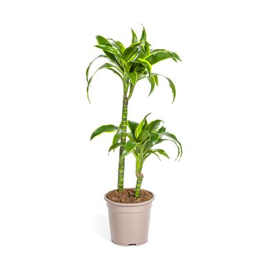 Dracaena Deremensis Dorado Zimmerpflanze Ø19cm – Elegante Blätter mit gelbem Rand, 80