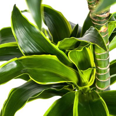 Dracaena Deremensis Dorado Zimmerpflanze Ø24cm - Elegante Blattpflanze in 130cm Höhe,