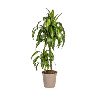 Dracaena Deremensis Hawaiian Sunshine - Zimmerpflanze Ø19cm, Höhe 80cm, pflegeleicht