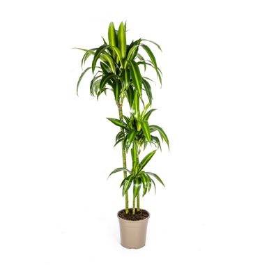 Dracaena Deremensis Hawaiian Sunshine Zimmerpflanze 24cm Durchmesser - Höhe 140cm, Pf