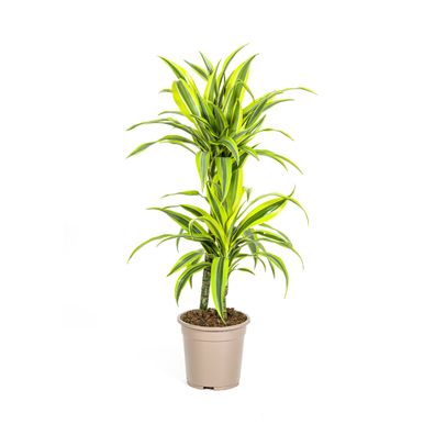 Dracaena Deremensis Lemon Lime - Zimmerpflanze Ø19cm, Höhe 80cm, Pflegeleicht und Dek