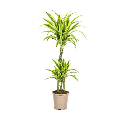 Dracaena Deremensis Lemon Lime Zimmerpflanze Ø21cm - Höhe bis 100cm, Pflegeleicht und