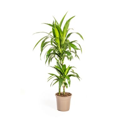 Dracaena Deremensis Lisa - Schicke Zimmerpflanze mit Ø19cm und Höhe 80cm für Ihr Zuha