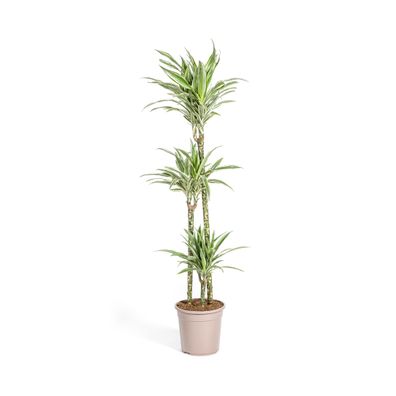 Dracaena Deremensis White Stripe Zimmerpflanze Ø24cm - Höhe 140cm - Pflegeleicht und