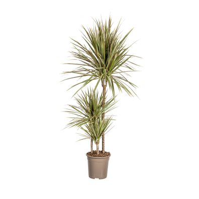 Dracaena Marginata Bicolor Zimmerpflanze Ø21cm und Höhe 120cm - Pflegeleichte grüne S