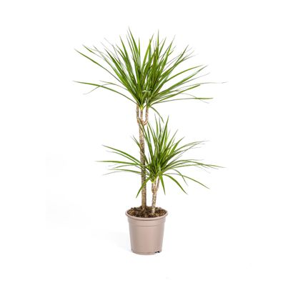 Dracaena Marginata Green Zimmerpflanze Ø19cm - eleganter Blickfang mit 80cm Höhe für